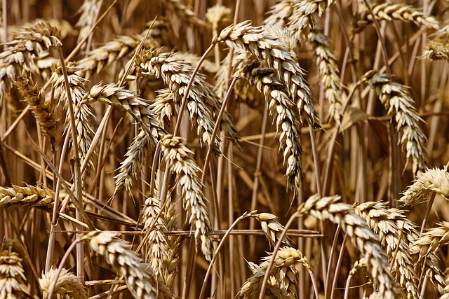 Sorghum - en gammel kornsort i en moderne tid