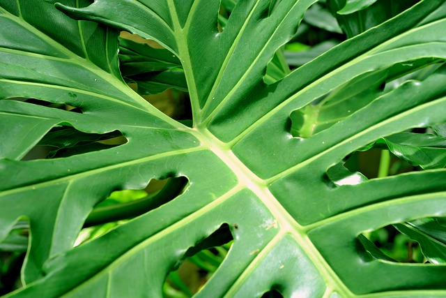 Monstera Madness: A Beginner's Guide to Caring for Your Monstera Plant